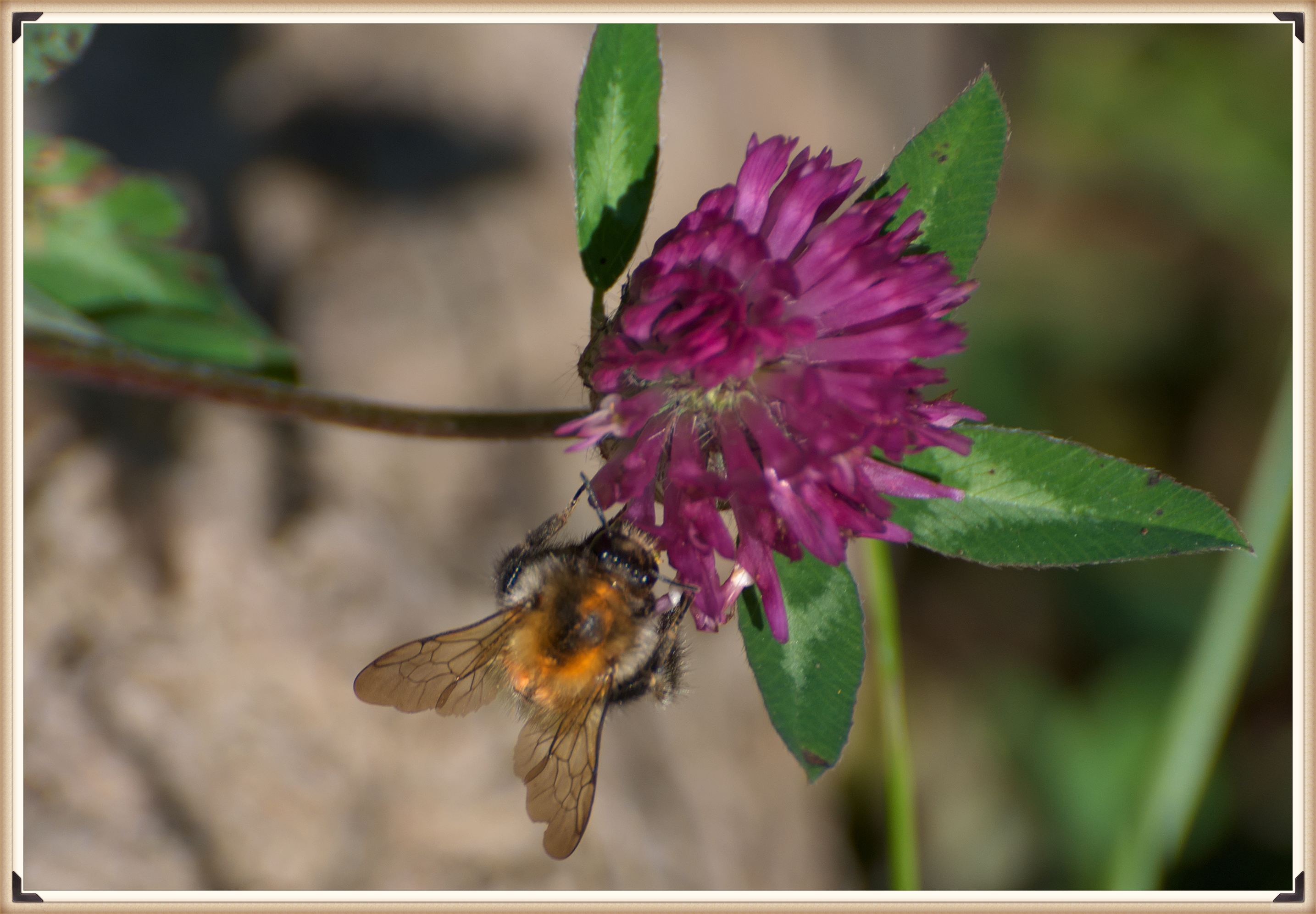 Pszczolinka w Dolinie Sanu